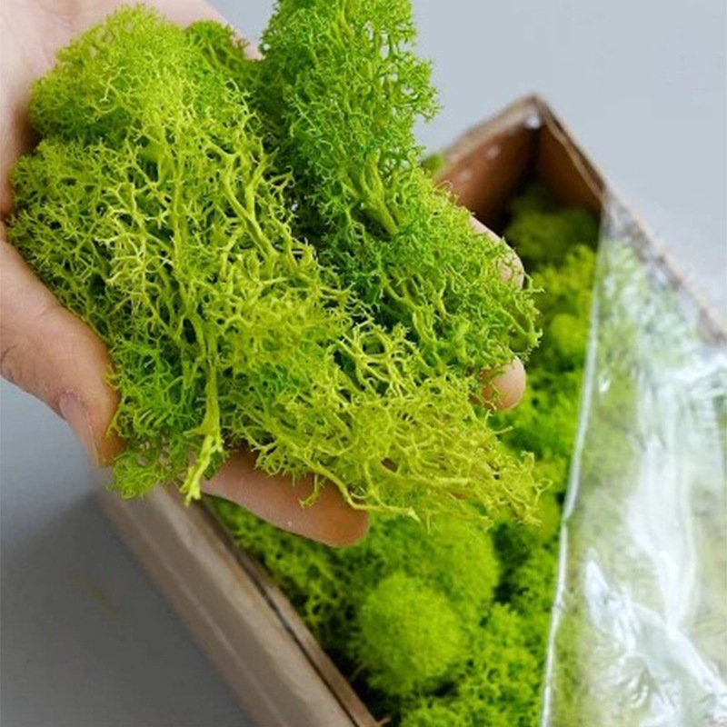 Sphagnum Moss Dry - Искусственные зеленые растения Вечная жизнь Мох