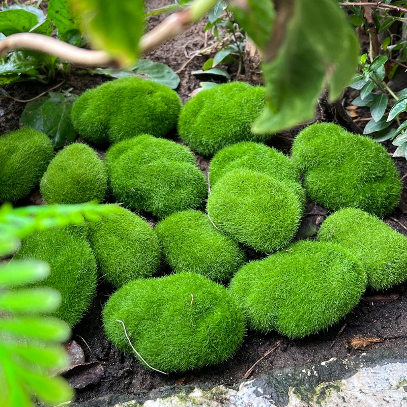 100/5 шт. Искусственные камни  – обзор и цена Sphagnum Moss Dry