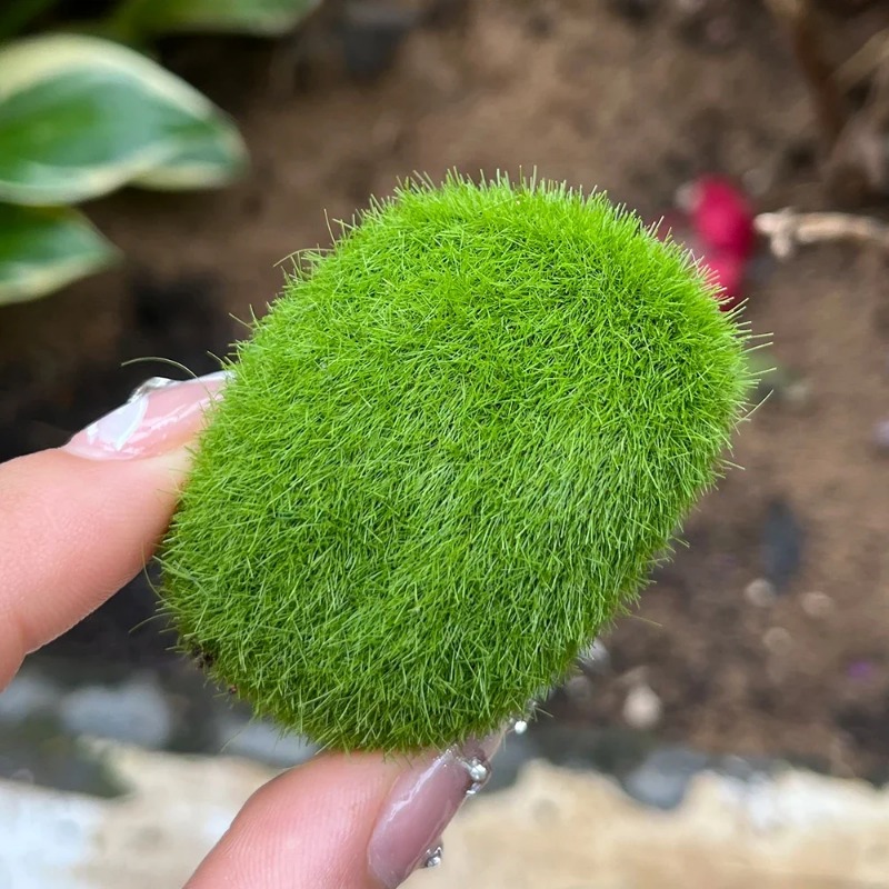 100/5 шт. Искусственные камни  – обзор и цена Sphagnum Moss Dry
