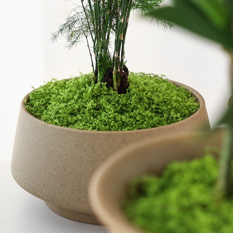 Большая упаковка, реалистичный – обзор и цена Sphagnum Moss Dry